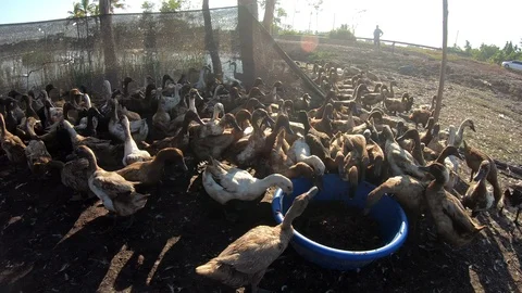 Duck in farm Stock Footage 108454904