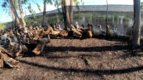 Duck in farm Stock Footage 108455341