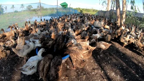 Duck in farm Stock Footage 108455426