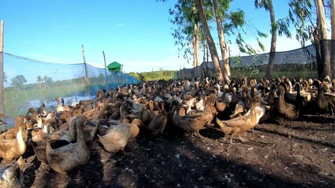 Duck in farm Stock Footage 108455769