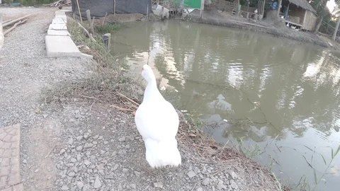 Duck in farm Stock Footage 108455788