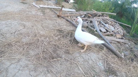 Duck in farm Stock Footage 108456030