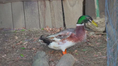 Duck on farm Stock Footage 144456553