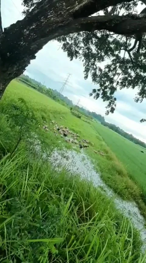 Duck farm Video stock 208910620