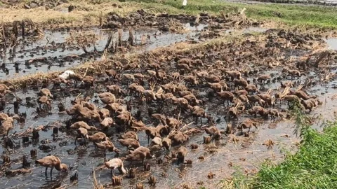 Duck farm Video stock 249646678