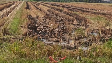 Duck farm Stock Footage 249647693