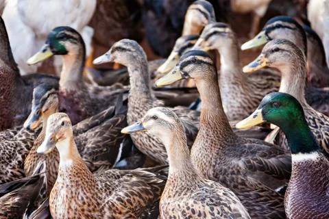 Duck farm Stock Photos