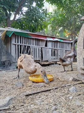 Duck Farm Stock Photos