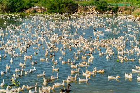 Duck farm. Stock Photos
