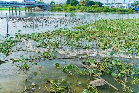 Duck farm. Foto stock