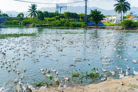 Duck farm. Foto stock