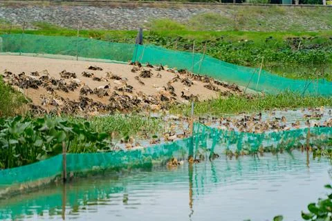 Duck farm. Photos