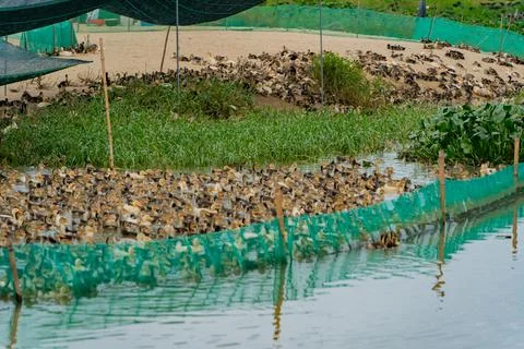 Duck farm. Photos