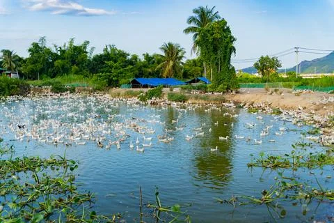 Duck farm. 스톡 사진