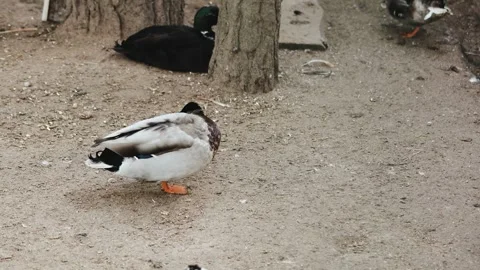 A duck on a farm preening its feathers moves gracefully in its habitat Stock Footage 311530576