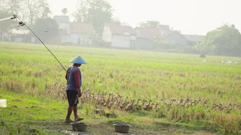 Duck Farmer Herding Ducks Through a Rice Field Stock Footage 346014551