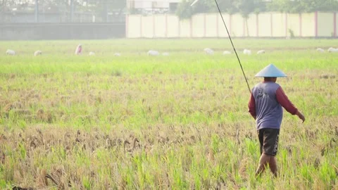 Duck Farmer Herding Ducks Through a Rice Field Vídeo Stock 346014576