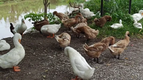 Duck farming Stock Footage 297139237