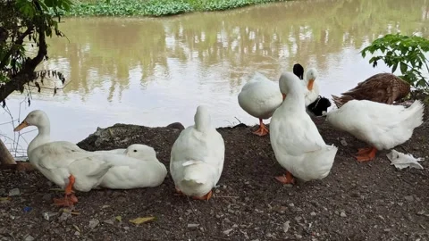 Duck farming Stockbeeldmateriaal 297139269