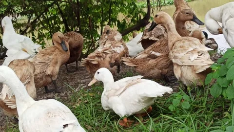 Duck farming Video stock 297139337