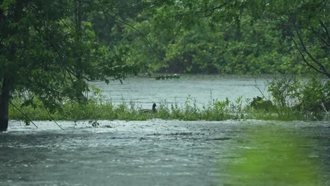 Duck in Fast-Flowing Flooded River During Heavy Rainstorm Stock Footage 340339166