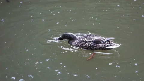 The duck is fed with bread on the surface of the pond Stock Footage 156571248