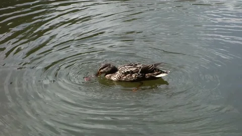 The duck is fed with bread on the surface of the pond Stock Footage 156571571
