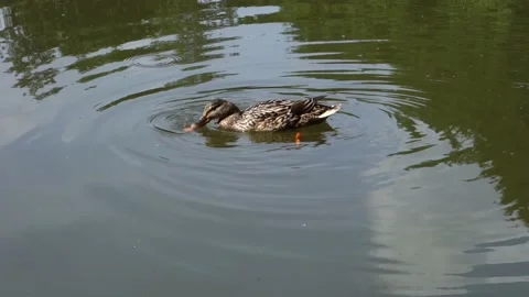 The duck is fed with bread on the surface of the pond Stock Footage 156571577