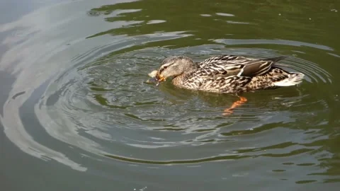 The duck is fed with bread on the surface of the pond Stock Footage 156571804