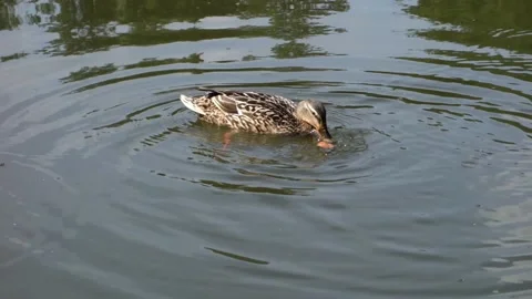 The duck is fed with bread on the surface of the pond Stock Footage 156571813