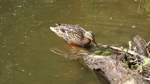 The duck is fed a piece of bread on the shore of the pond Stock Footage 156569311
