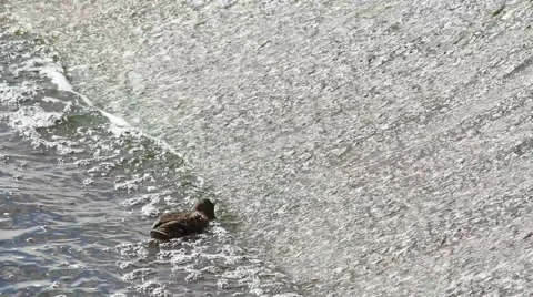 Duck Feeding on Dam 스톡 동영상 52788254