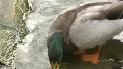 Duck feeding Video stock 305234