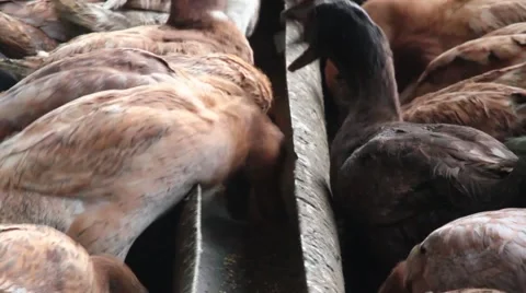 Duck feeding Video stock 47427573