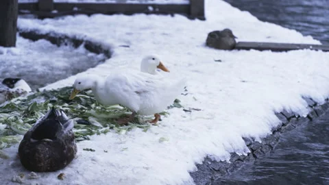 Duck feeding in the snow Stock Footage 166457270
