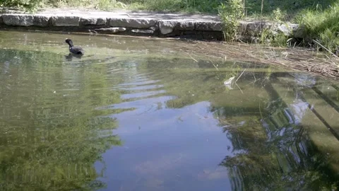 Duck feeds in the pond. 库存影片 154606526