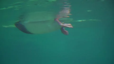 Duck feet paddling underwater, close up swimming view Stock Footage 329056336