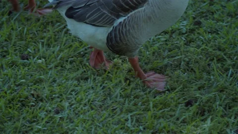 Duck feet walking close up slow motion Stock Footage 196294922