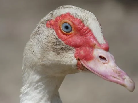 Duck Female Head Stock Photos