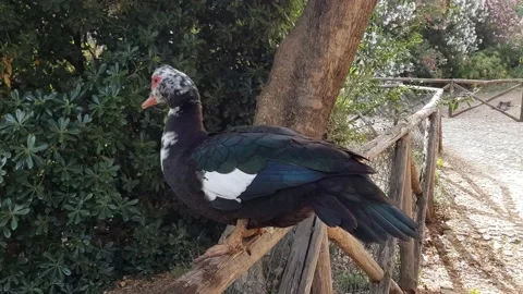 Duck on a fence Stock Footage 202214469