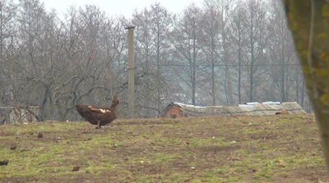 Duck On The Field Stock Footage 38748537
