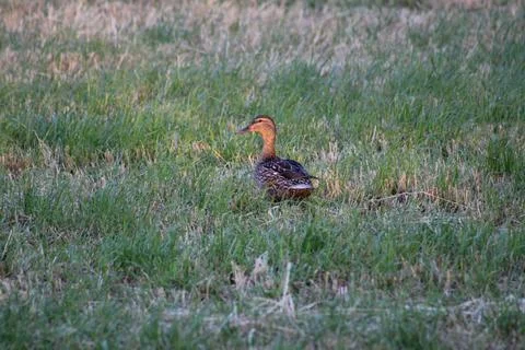 Duck in field Stock Photos