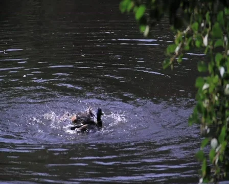 Duck fighting dv Stock Footage 858271