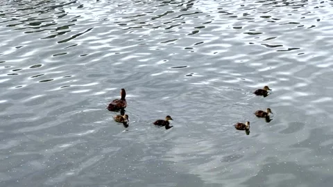 Duck with five juvenile chicks swimming in pond. Waterfowl with cute baby b.. Stock Footage 314219605