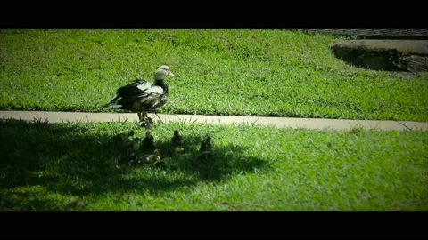 Duck Flap Vídeos de archivo 130488029