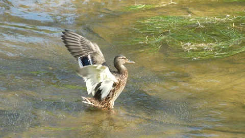 Duck flapping its wings, 4x slow motion video Stock Footage 324684046