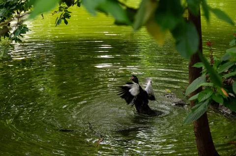 A duck flapping its wings in a calm pond, surrounded by lush green foliage. Фото