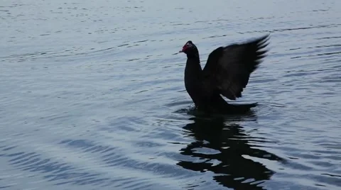 Duck Flapping its Wings Stock Footage 43756720