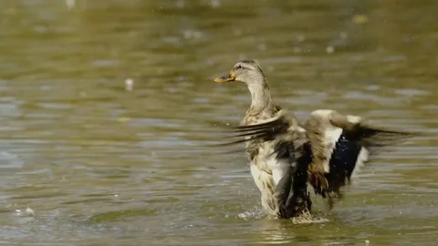Duck flapping with its wings Stock Footage 79968253