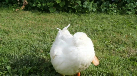 Duck flapping its wings in a grassy yard Stock Footage 825693